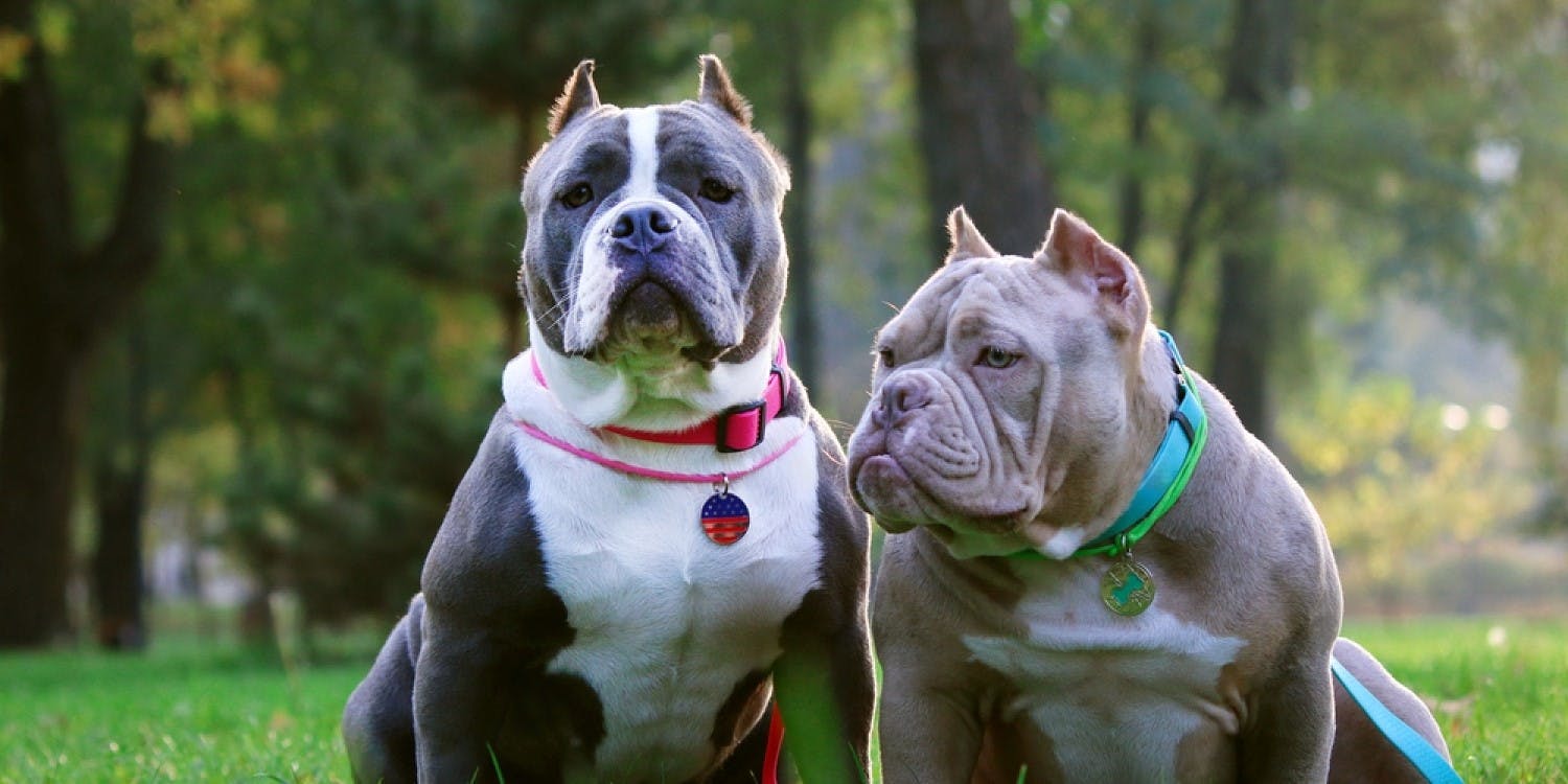 Is American Bully the Same as American Pit Bull?