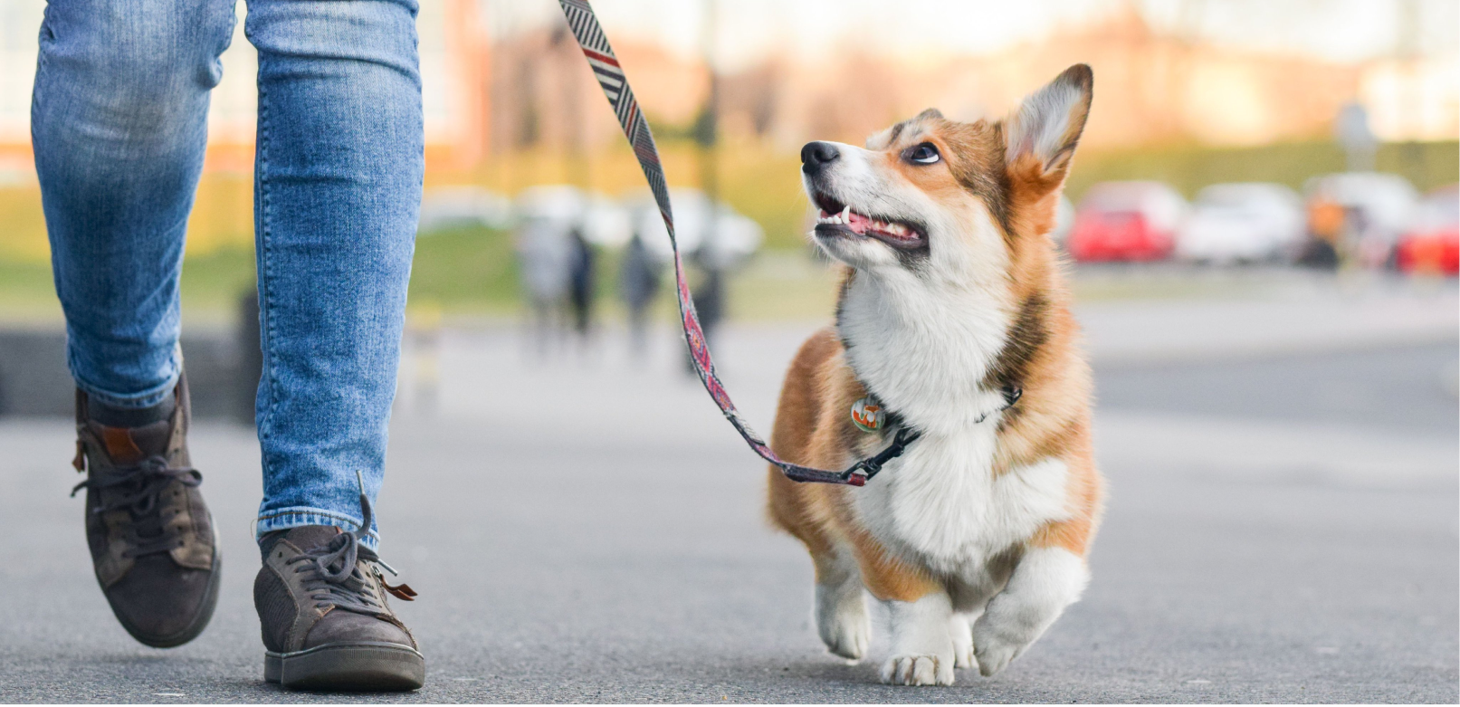 Small Service Dogs: Can Small Dogs Be Service Dogs?