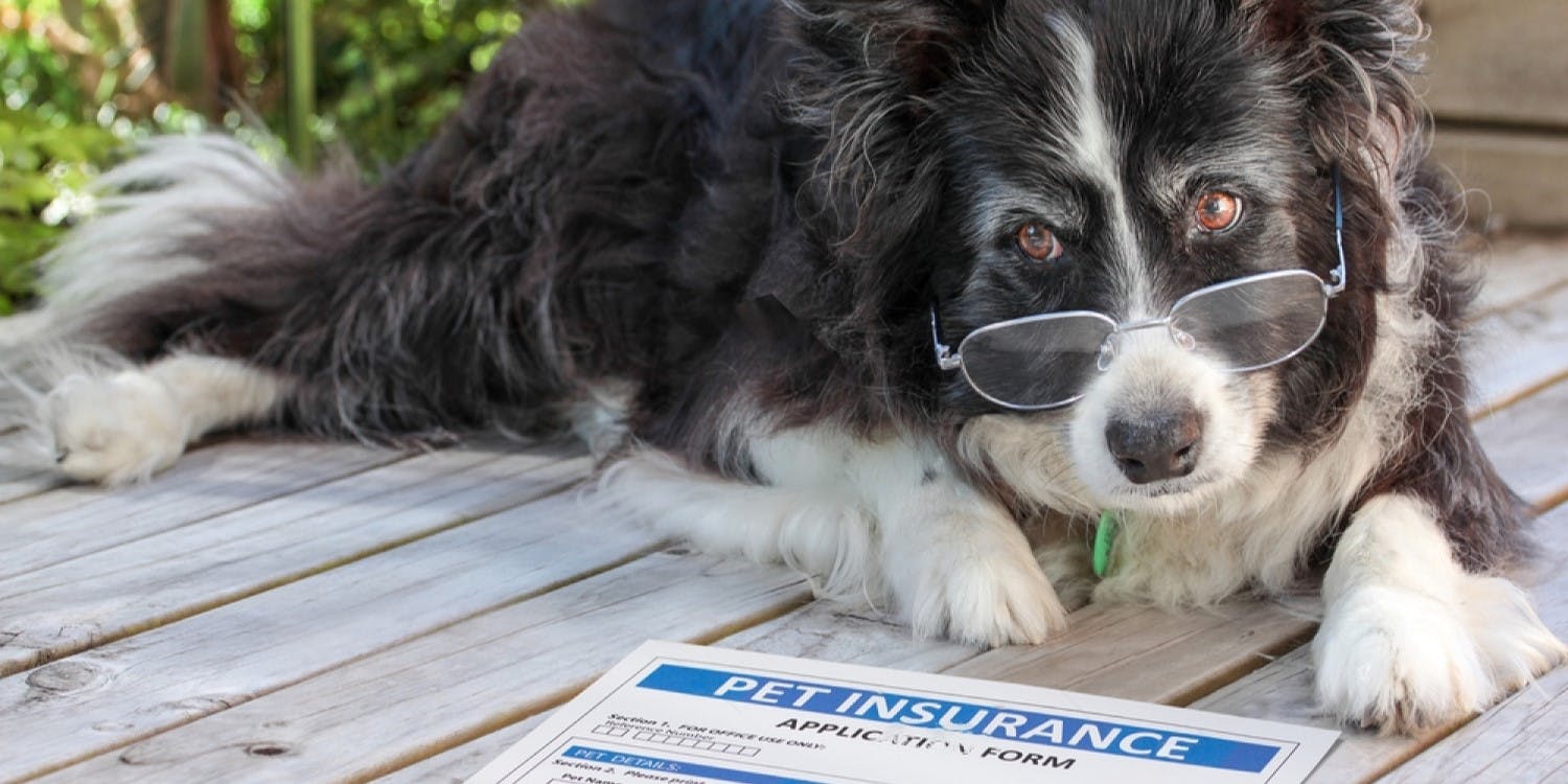 Pet Insurance 101: Basics to Know