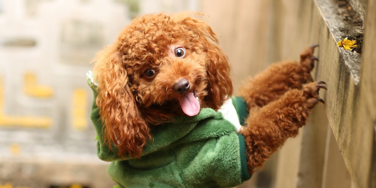 Pros and Cons of Toy Poodles