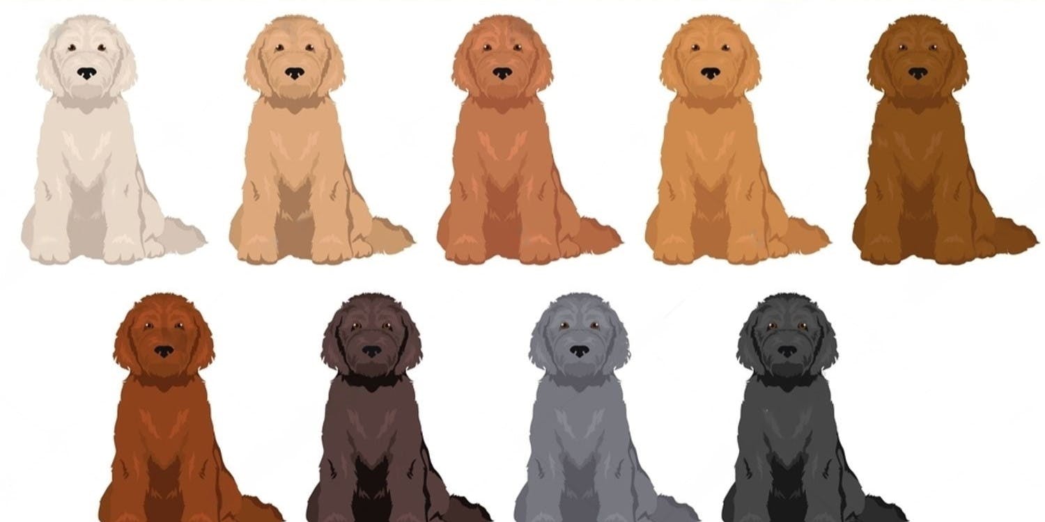 Ultimate Guide to F1, F1B, F2, Multigen Goldendoodle Generations