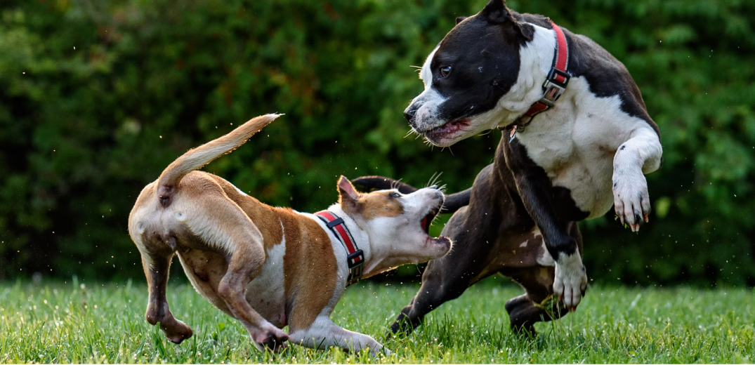 How to Stop Puppy Aggression