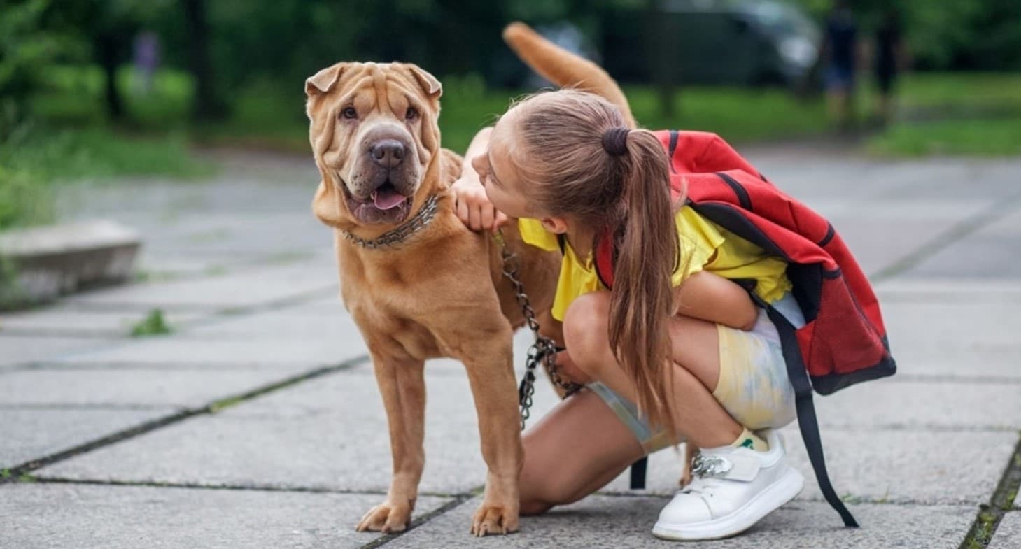 Are Shar-Peis Hard to Own and Take Care Of?
