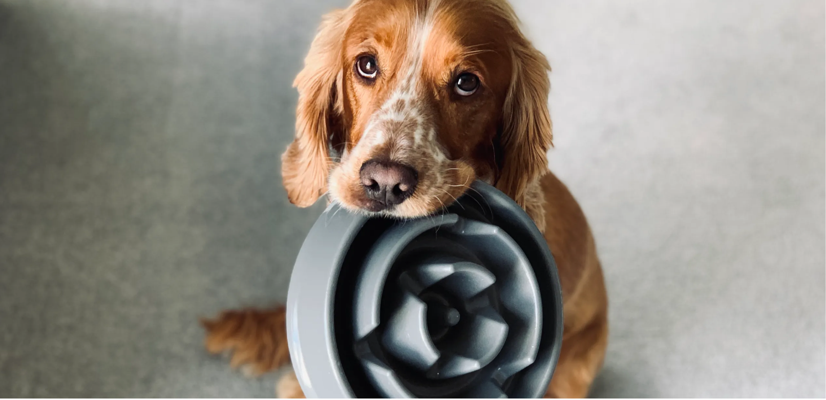 The Best Diet for Your Puppy: from Kibble to Homemade Meals