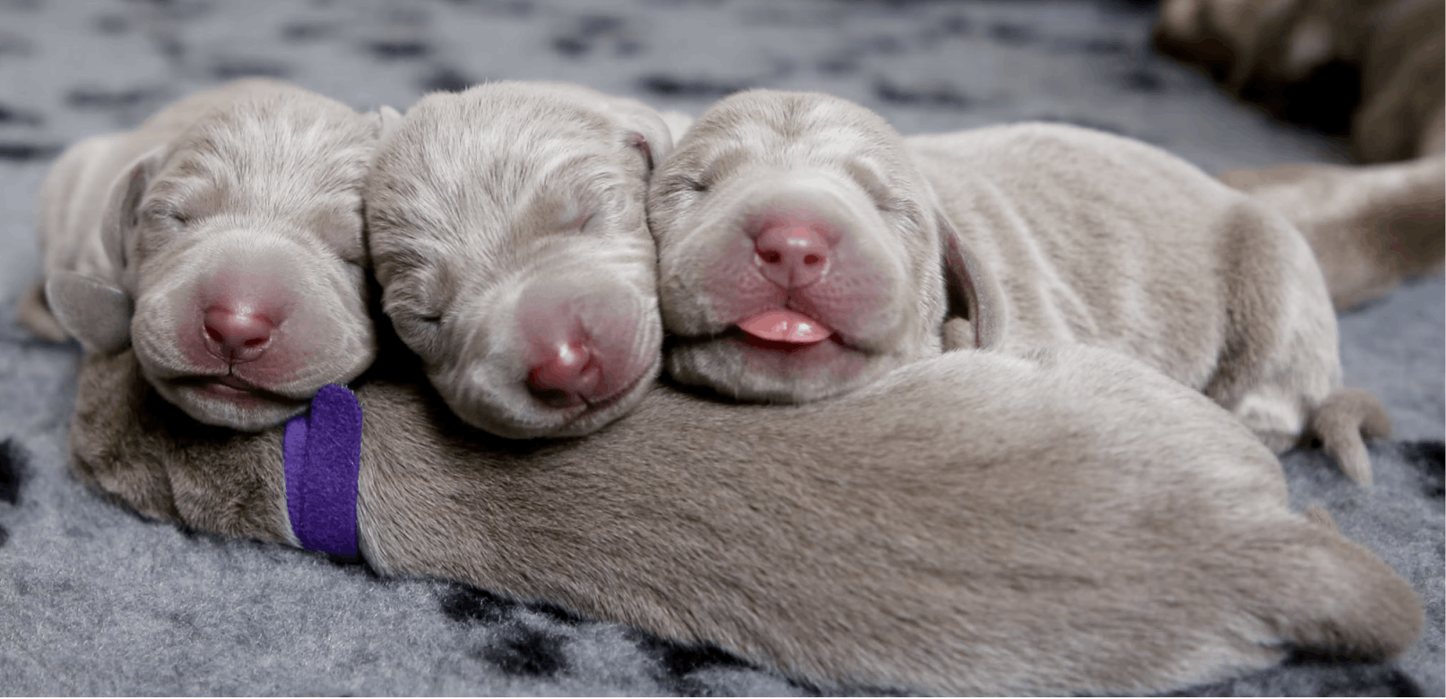 How Long Should A Puppy Stay With Its Mother?