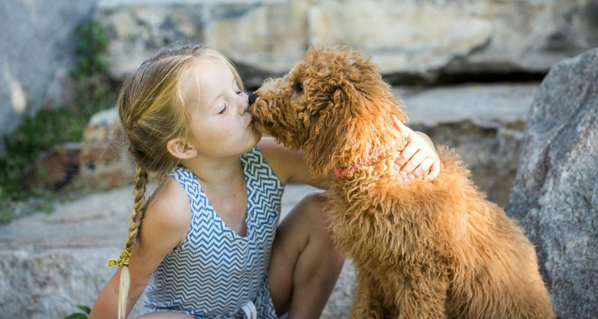 The Unconditional Love of a Goldendoodle