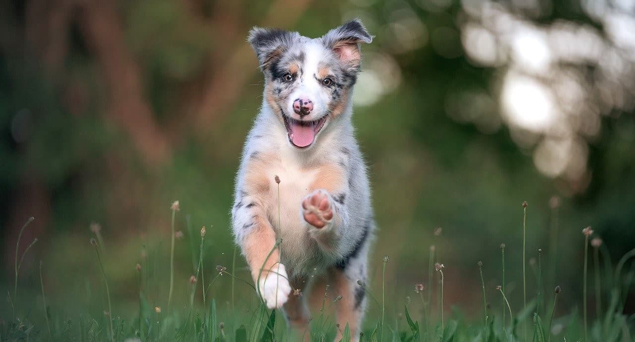 Are Australian Shepherds Good Family Pets?