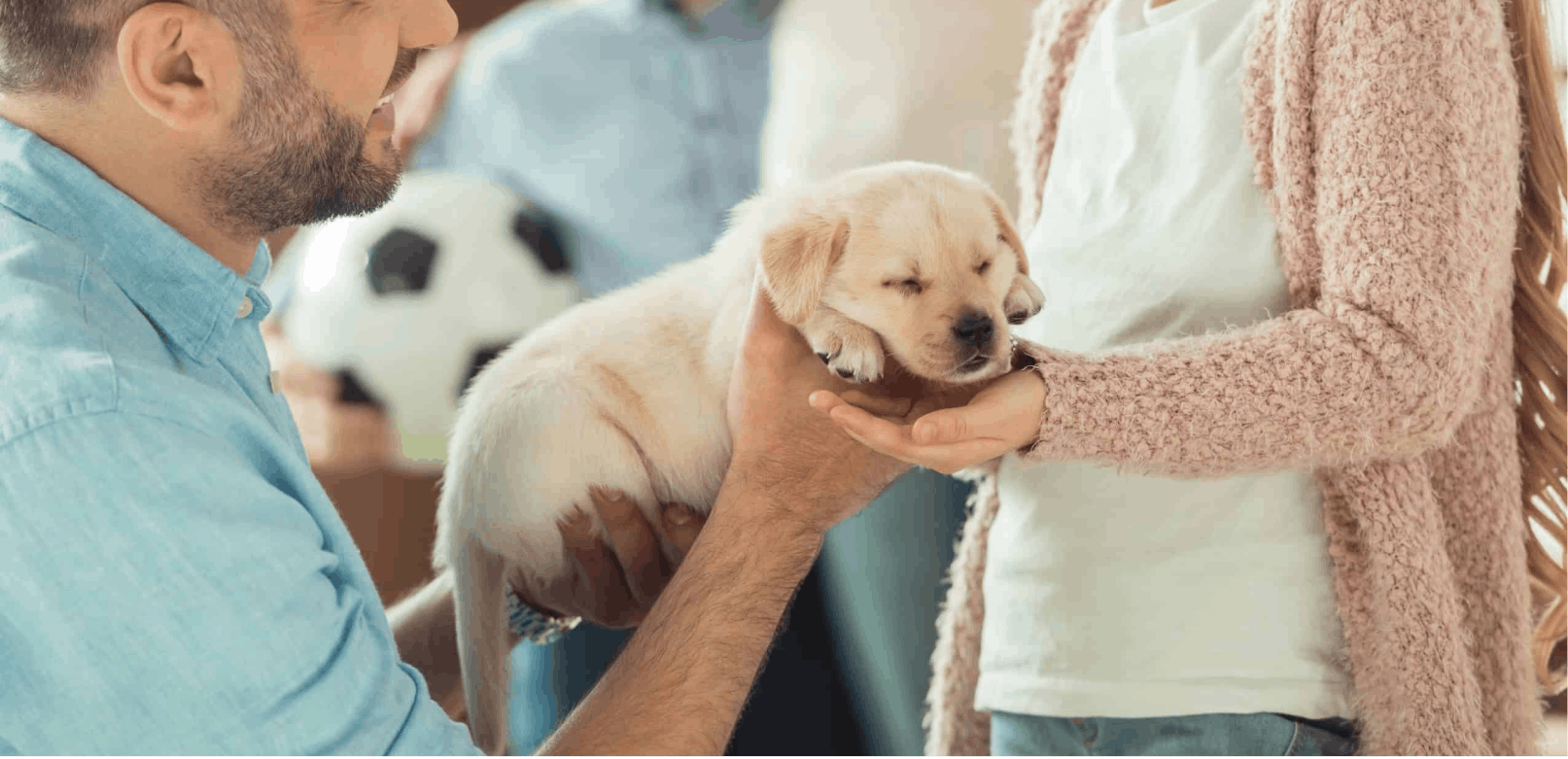 Pet Financing 101: A Quick Guide