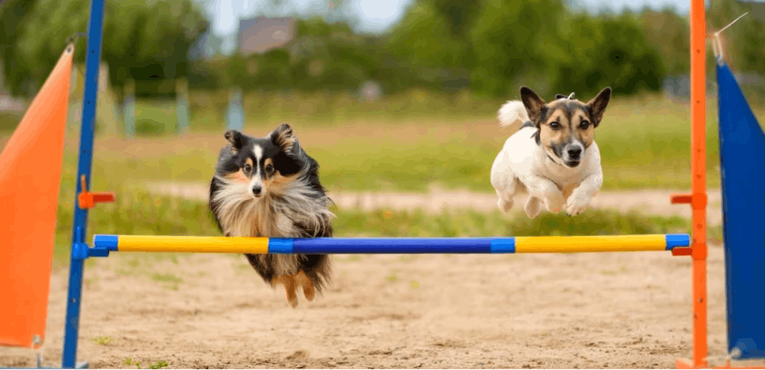 10 Most Trainable Small Dog Breeds