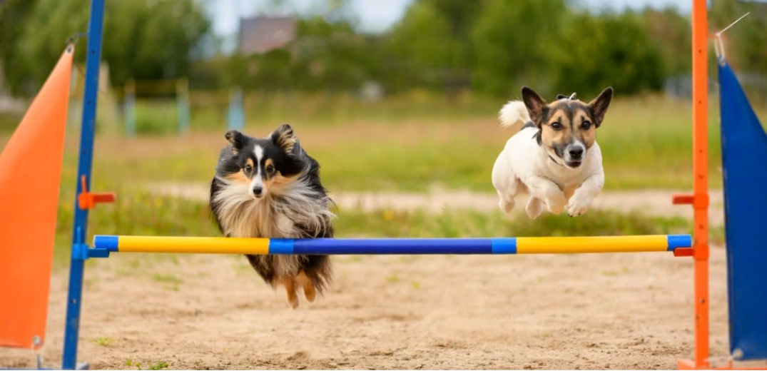 10 Most Trainable Small Dogs