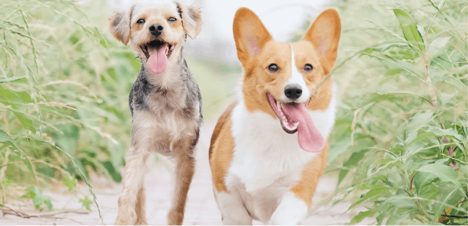 The Most Playful Dog Breeds