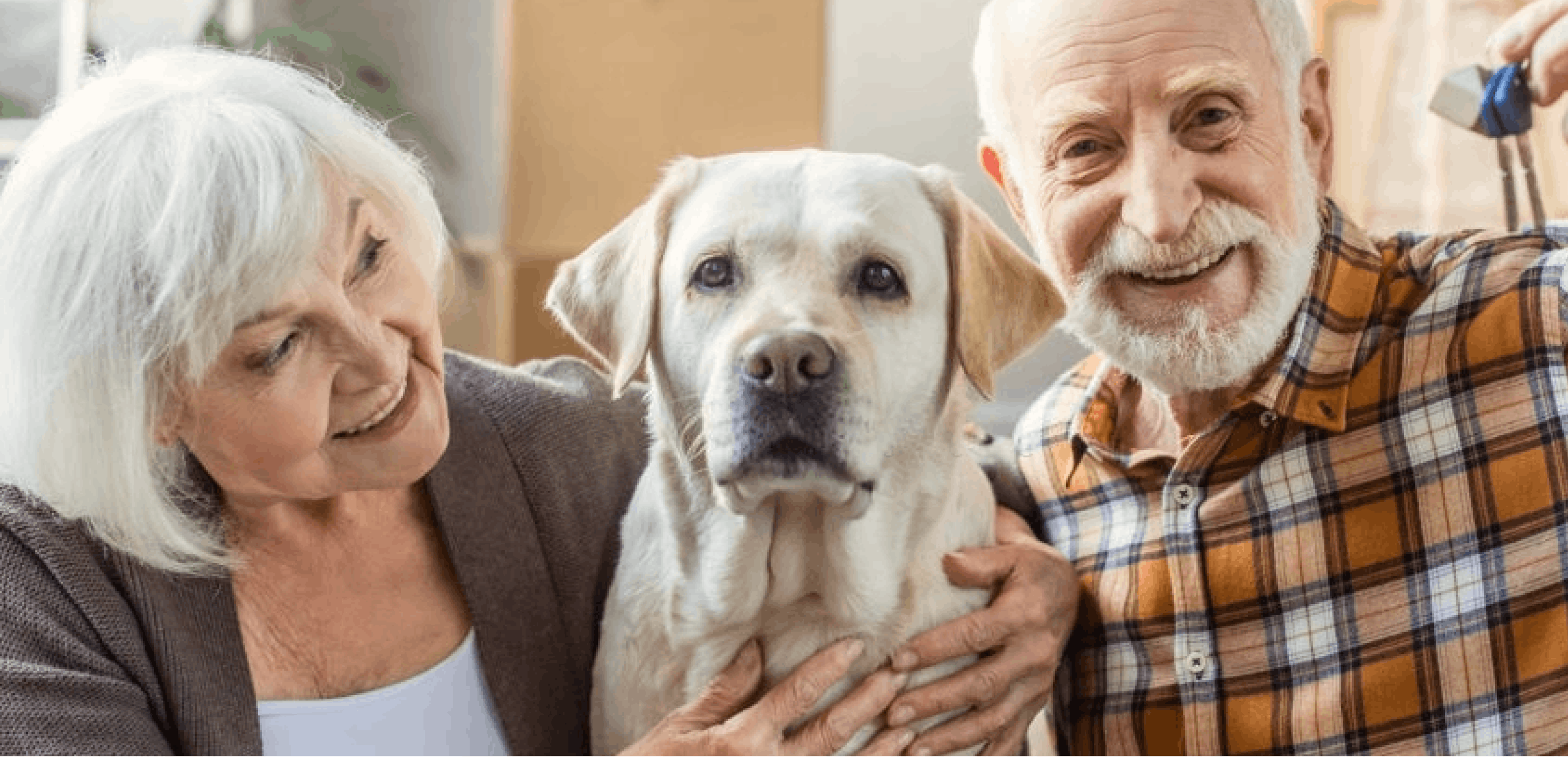 The Best Service Dogs for the Elderly