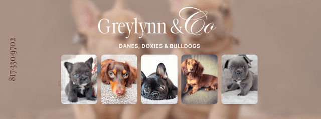 Greylynn and Co: Raising Exceptional French Bulldogs & Miniature Long Haired Dachshunds