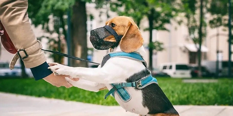 Muzzle Training for Dogs: The Ultimate Guide