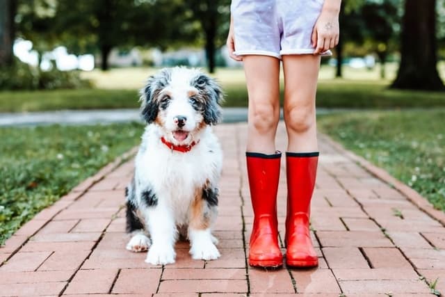 Bernedoodle Buyer’s Guide: What to Know Before Bringing One Home
