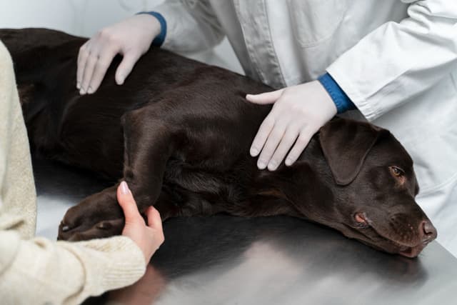 How to Treat Chronic Diarrhea in Dogs (Veterinary Guide)