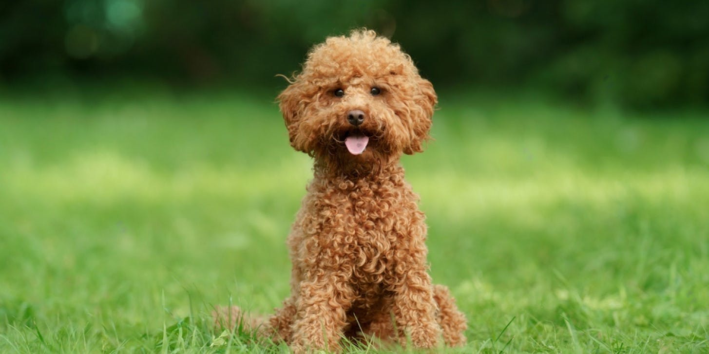 Are Toy Poodles Good Family Dogs?