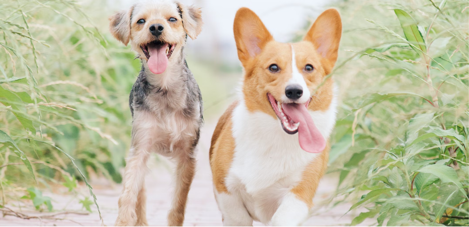 What Is The Most Playful Dog Breed?