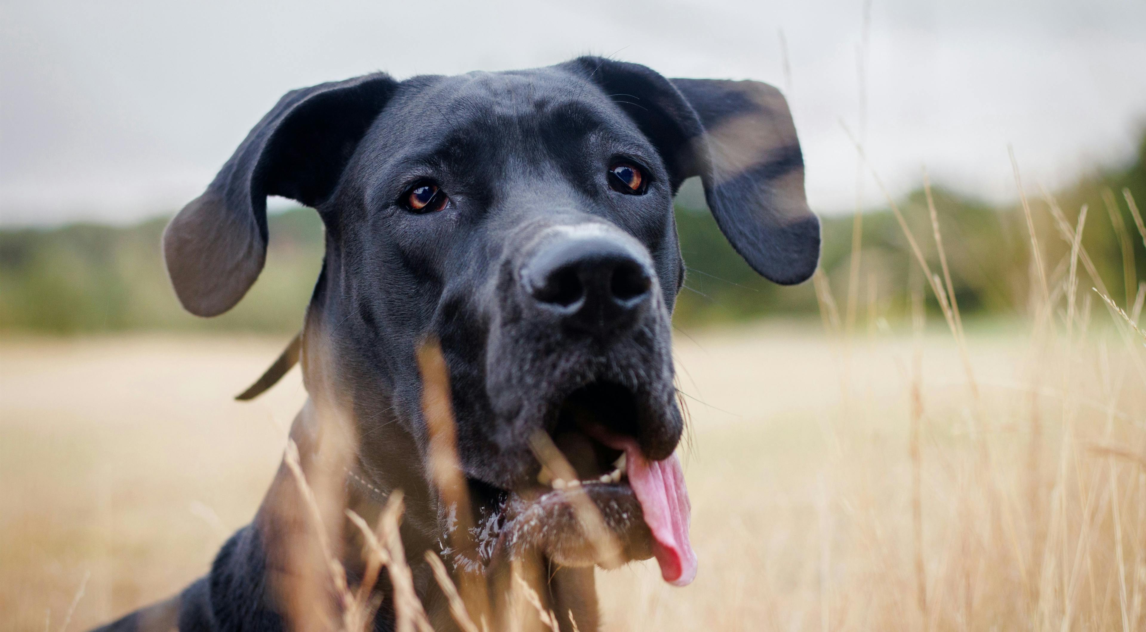 Pros and Cons of Great Danes