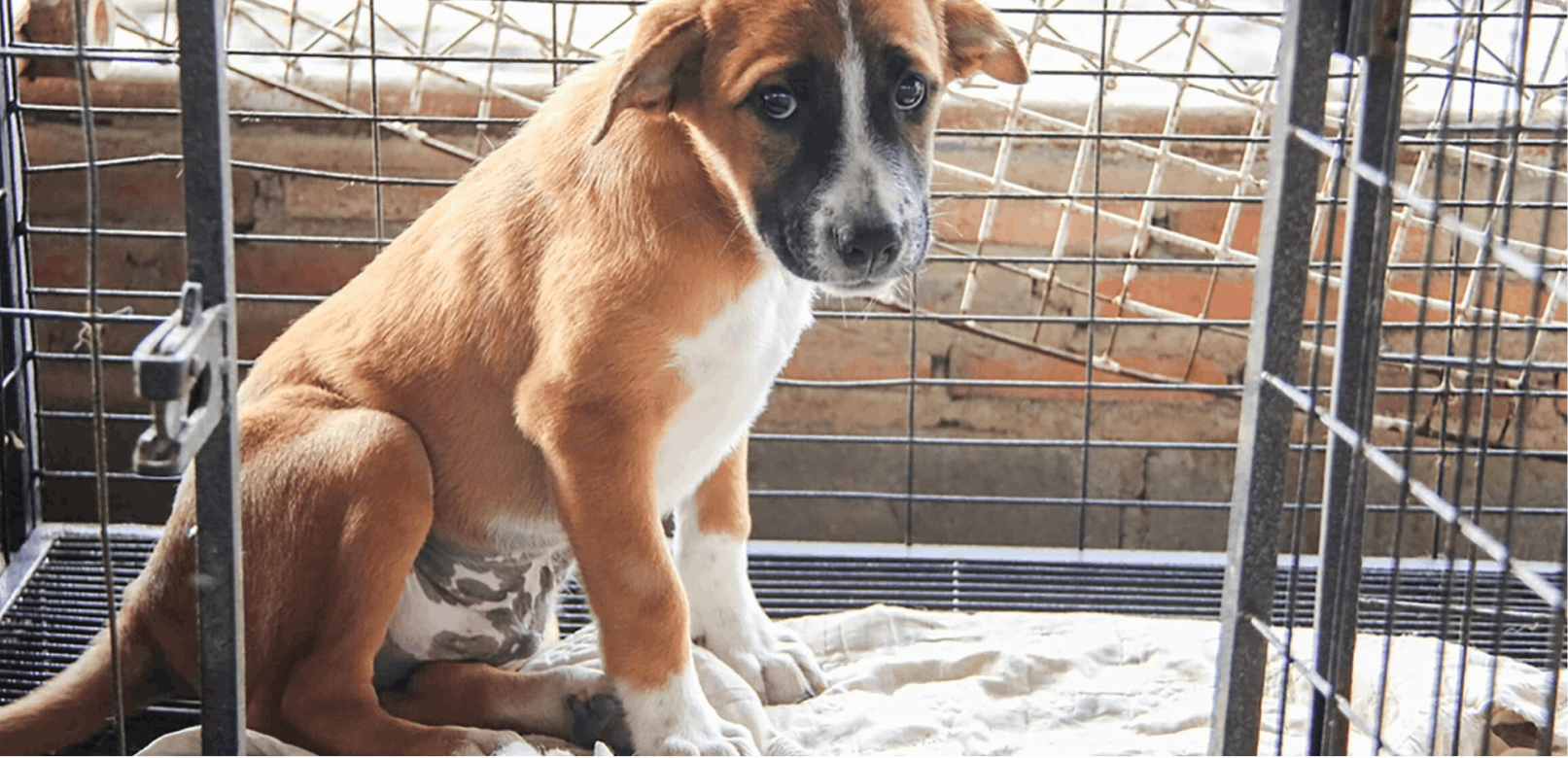 How to Spot a Puppy Mill: A Complete Guide
