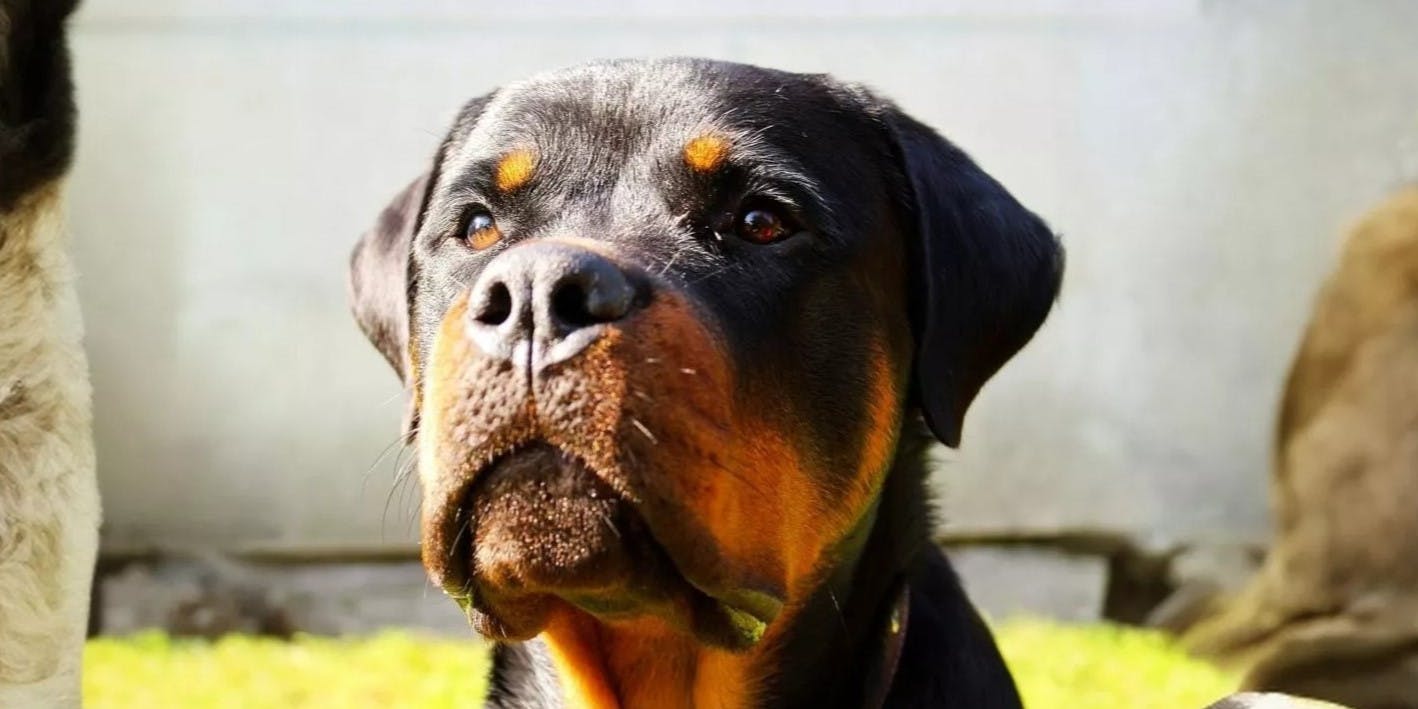 Pros and Cons of Rottweilers