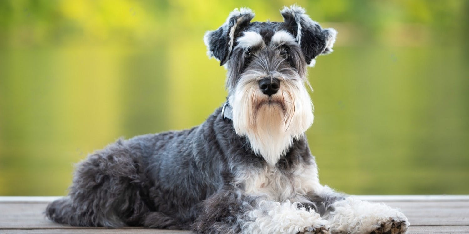 Are Miniature Schnauzers Good Family Pets?