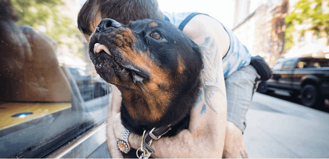 10 Biggest Guard Dogs That Also Make Great Companions