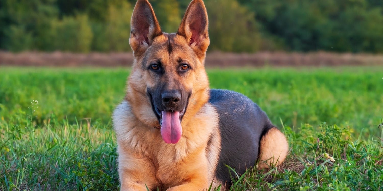 7 Reasons Why German Shepherds Are Great Family Dogs