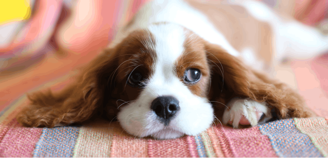 When Do Puppies Get Easier? Surviving the First Six Months