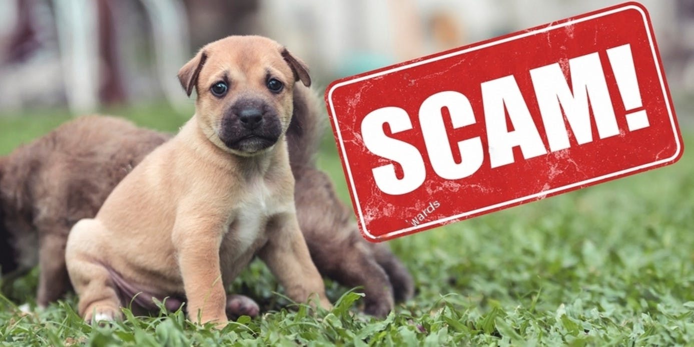 How to Spot & Avoid Puppy Scams