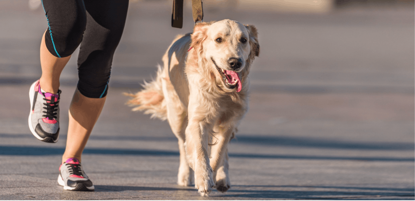 Best Dogs For Runners
