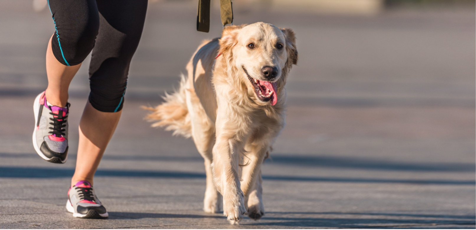 Dogs That Can Run With You: 10 Best Dogs for Running