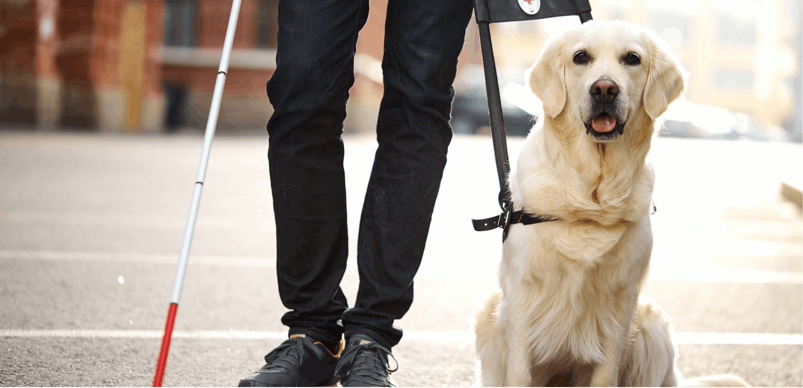 Will Insurance Pay for a Service Dog?