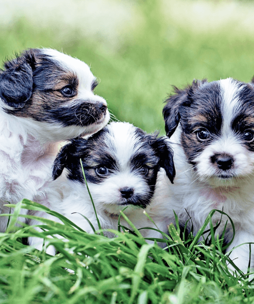 Three white and black puppies sitting in grass