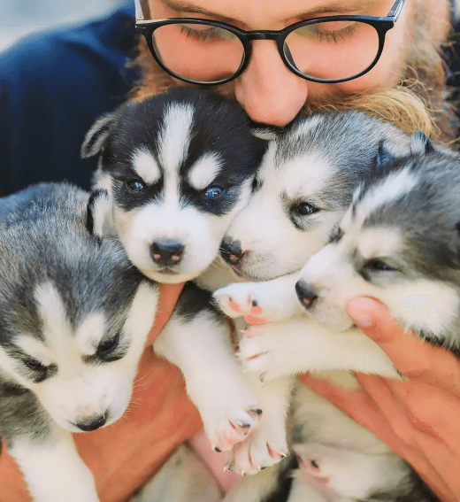 Woman with glasses hugging four puppies
