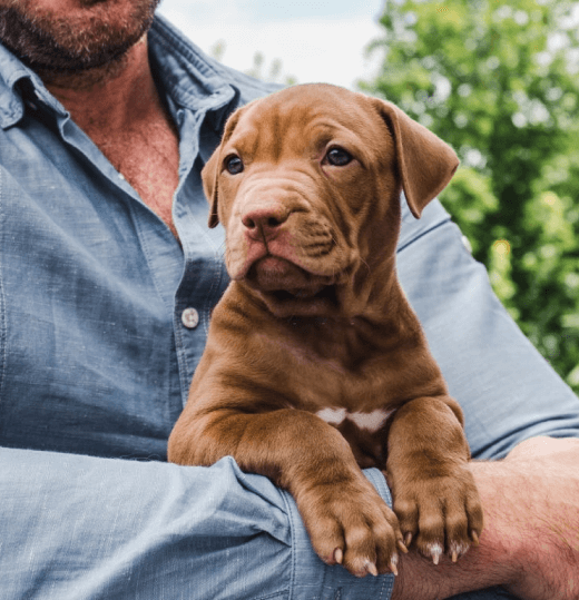 Rhodesian Ridgeback puppy in the arms of a man