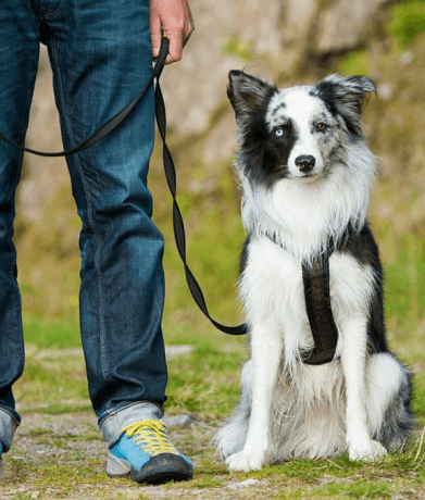 White and black dog sitting and looking straight