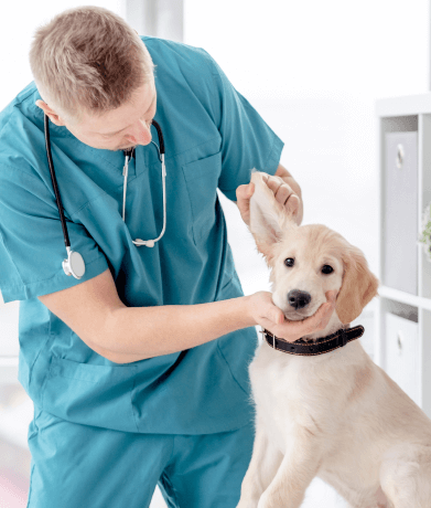 Veterinarian inspecting a puppy