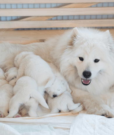 Samoyed breeding mom with her litter of puppies
