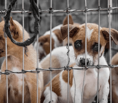 Dog behind bars inside a cage