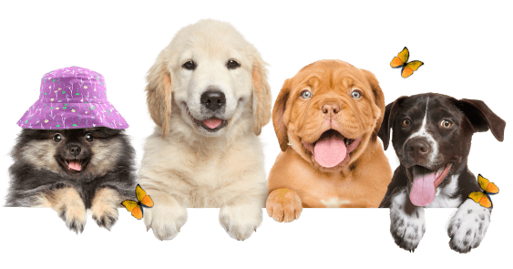 Australian Shepherd, Pomeranian, Golden Retriever, English Bulldog, and Pointer puppies sitting side by side with flowers