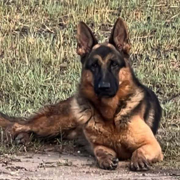 Jax - German Shepherd Dog Male