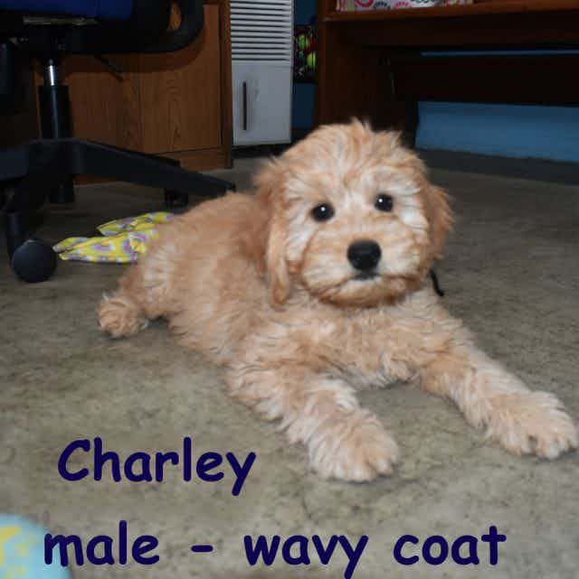 Charley - Goldendoodle Male