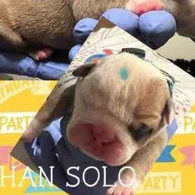 Han Solo - English Bulldog Male