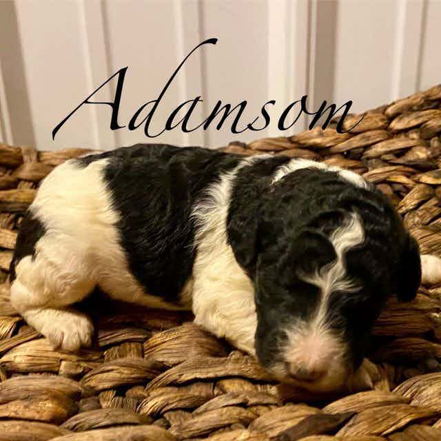 Adamson - Standard Poodle Male