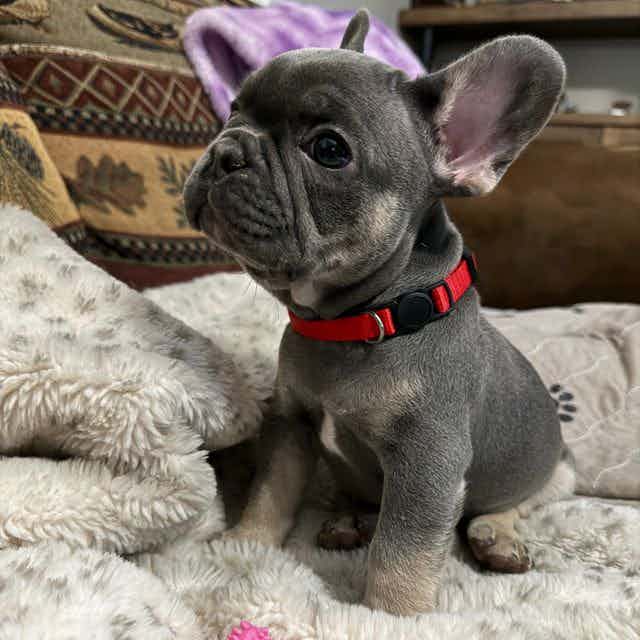 Red - French Bulldog Male