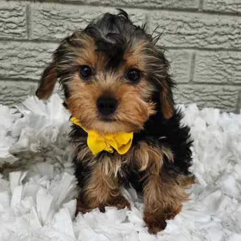 Little Pippin  - Yorkshire Terrier Male