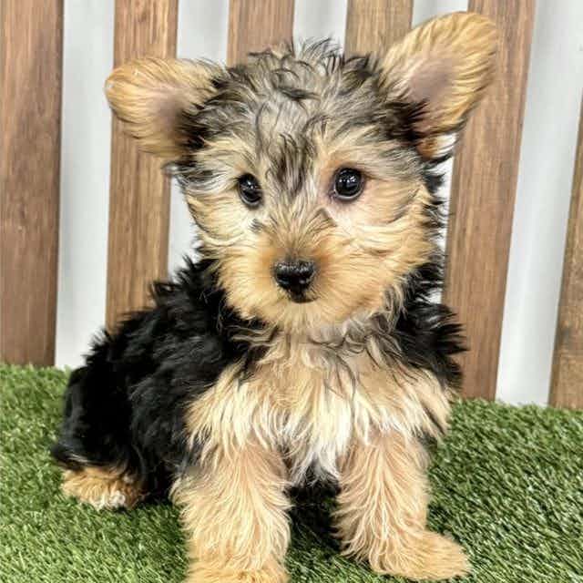 Zoey - Yorkshire Terrier Female