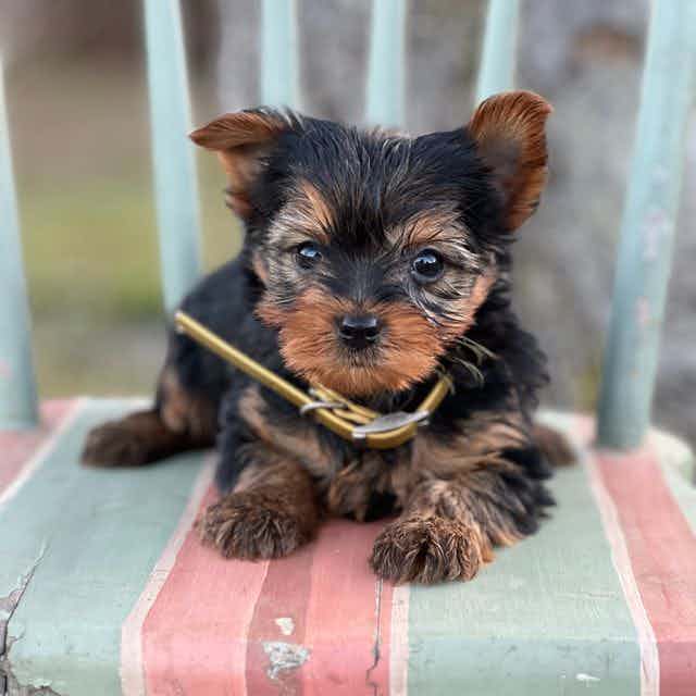 Tiny - Yorkshire Terrier Male
