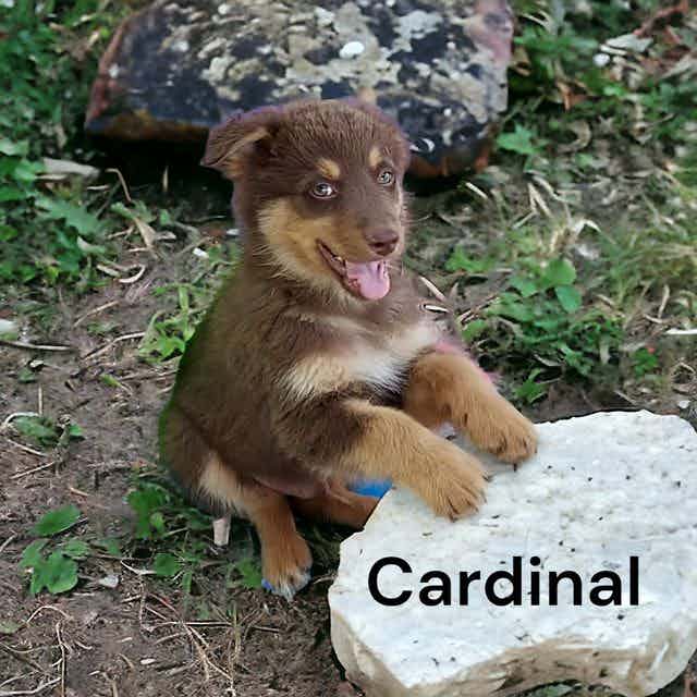 Cardinal - Australian Shepherd Male